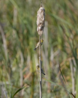 Two goldfinches are clinging to a cattail