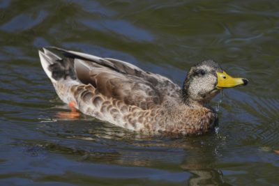 A male Mallard in eclipse plumage is swimming. A trail of water is dripping from his beak