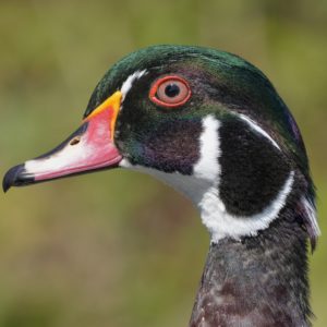 Closeup of a male Wood Duck's face in profile. The feathers iridesce green and purple