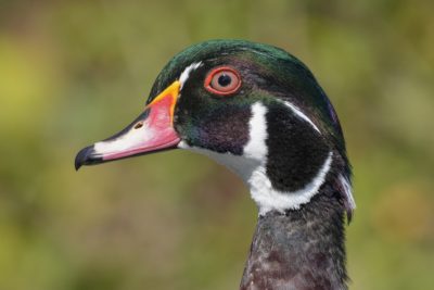 Closeup of a male Wood Duck's face in profile. The feathers iridesce green and purple