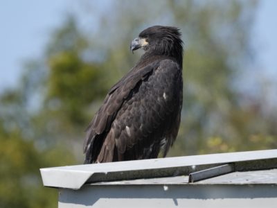 A first-year Bald Eagle (all in dark brown, with just a couple white feathers on its wings) is sitting on a roof with its back to us looking to the left