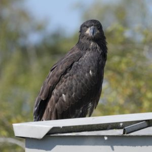 A first-year Bald Eagle (all in dark brown, with just a couple white feathers on its wings) is sitting on a roof looking right at us