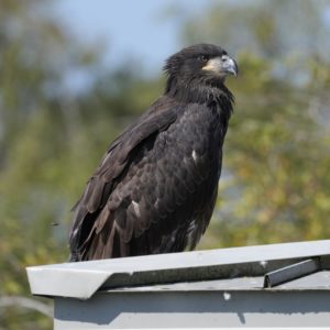 A first-year Bald Eagle (all in dark brown, with just a couple white feathers on its wings) is sitting on a roof looking to the right