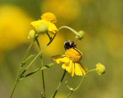 A bumblebee crawling on a bright yellow flower. There is a similar flower just behind, and the background shows a bokeh effect of many such flowers