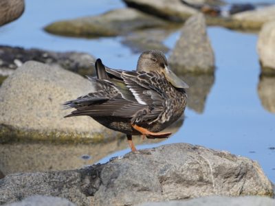 A female Northern Shoveler is standing on one leg on a rock in the water. Her feathers are very fluffed out