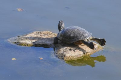 A Turtle, dark grey with a red slash on the side of the head, is lying on a rock with its back legs stretched out and head raised high