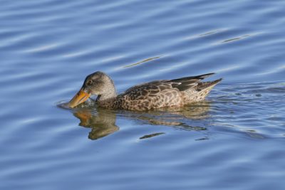 Northern Shoveler dipping its bill in the water