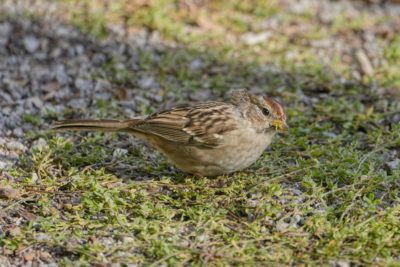 A juvenile White-throated Sparrow, probably; it has brown stripes on the top of its head, and an overall brown body with marbled wings. It is foraging in short grass. Some of the feather on the back of its head are oddly raised
