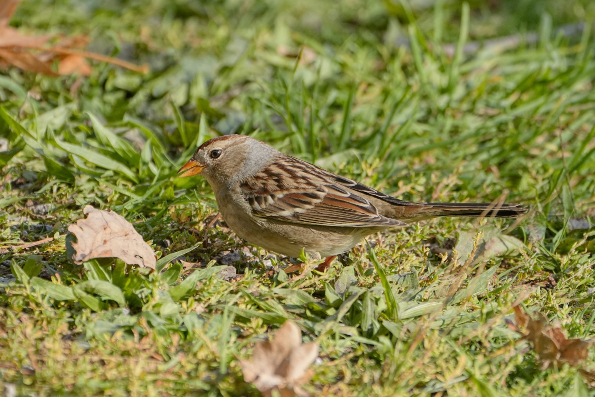 A juvenile White-throated Sparrow, probably; it has brown stripes on the top of its head, and an overall brown body with marbled wings. It is foraging in short grass.