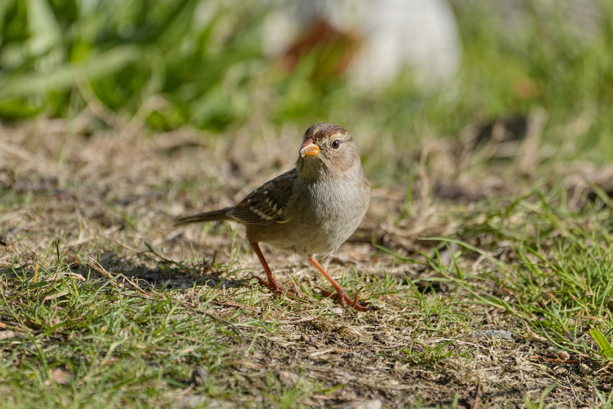 A juvenile White-throated Sparrow, probably; it has brown stripes on the top of its head, and an overall brown body with marbled wings. It is standing in short grass.