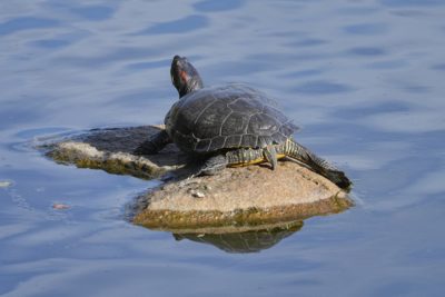 A Turtle, dark grey with a red slash on the side of the head, is lying on a rock with its back legs spread and head raised high.
