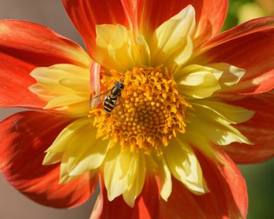 A hoverfly crawling on the core of a yellow and orange flower
