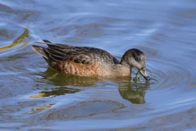A female American Wigeon is pulling up some kind of green slimy stuff from the water