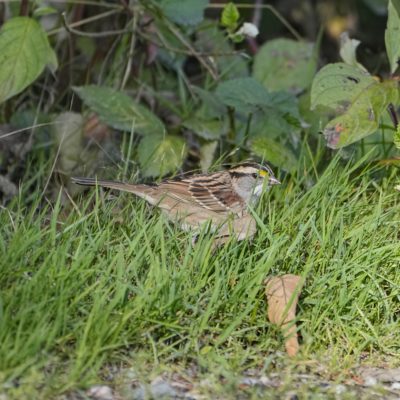 A White-throated Sparrow in the grass