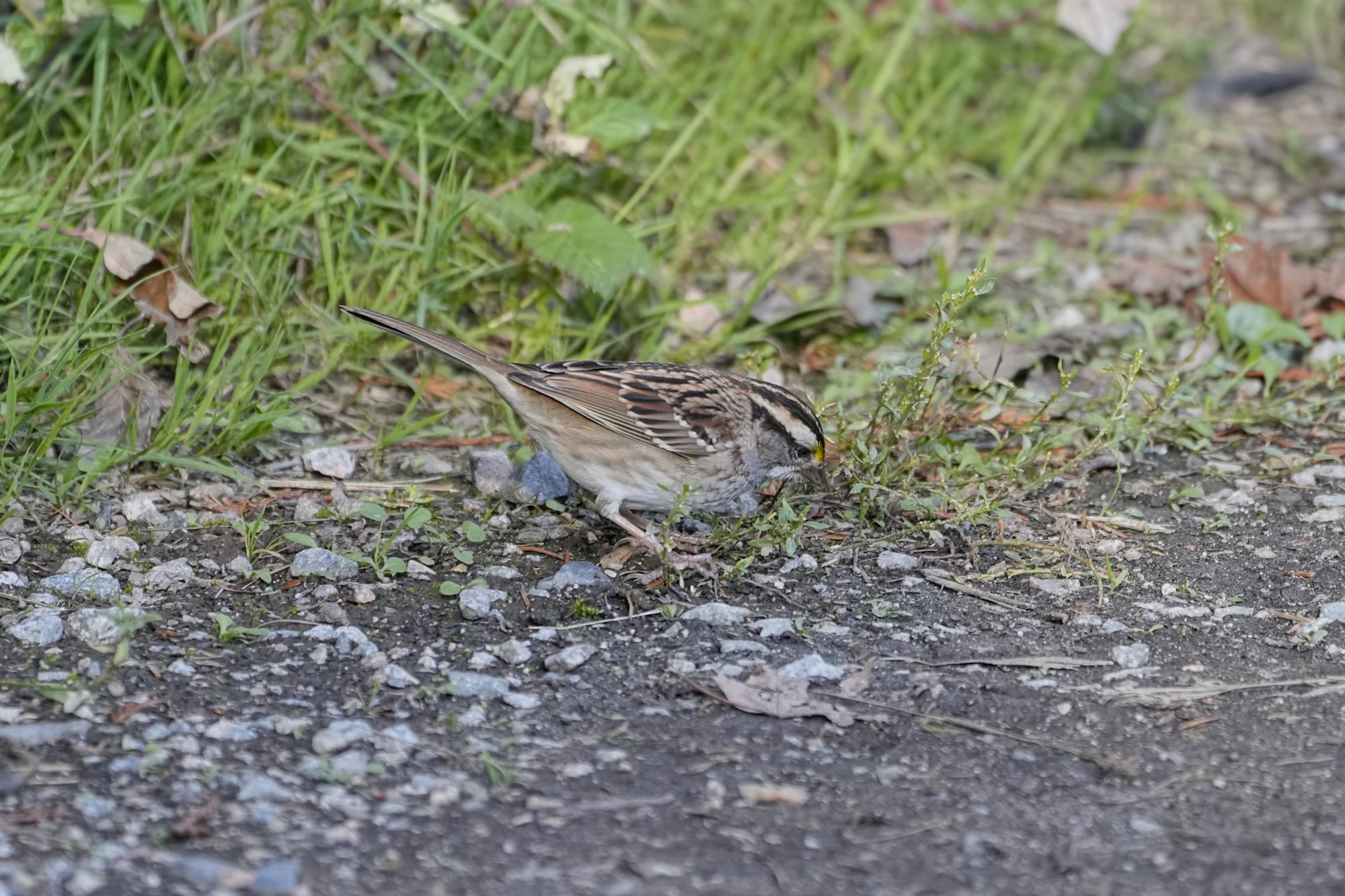 A White-throated Sparrow is foraging on the gravelly trail