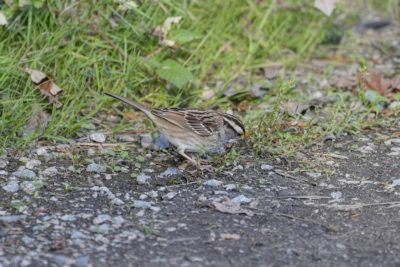 A White-throated Sparrow is foraging on the gravelly trail