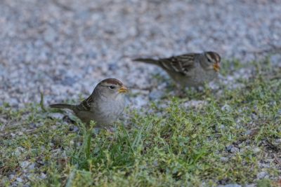 Two juvenile White-throated Sparrows are in the grass by a gravelly trail