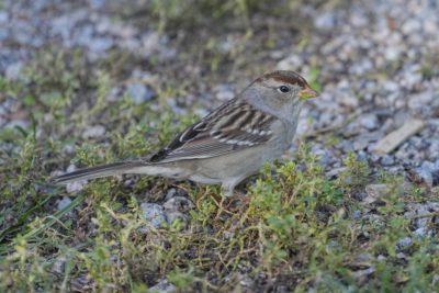 A Juvenile White-throated Sparrow is foraging in the grass