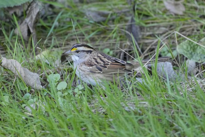 A White-throated Sparrow in the grass