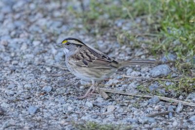A White-throated Sparrow in on a gravelly trail, in the shade