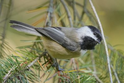A Black-capped Chickadee is very close to me, up in a tree and looking down