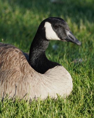 A Canada Goose lying down on the grass