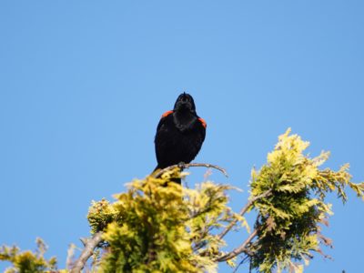 A male Red-winged Blackbird on top of a tree, facing me, and screaming