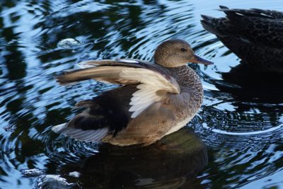 A male Gadwall duck in the water, in the shade, and flapping his wings