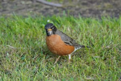 An American Robin in the grass, looking up and exposing its stripey throat
