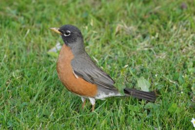 An American Robin in the grass, standing tall