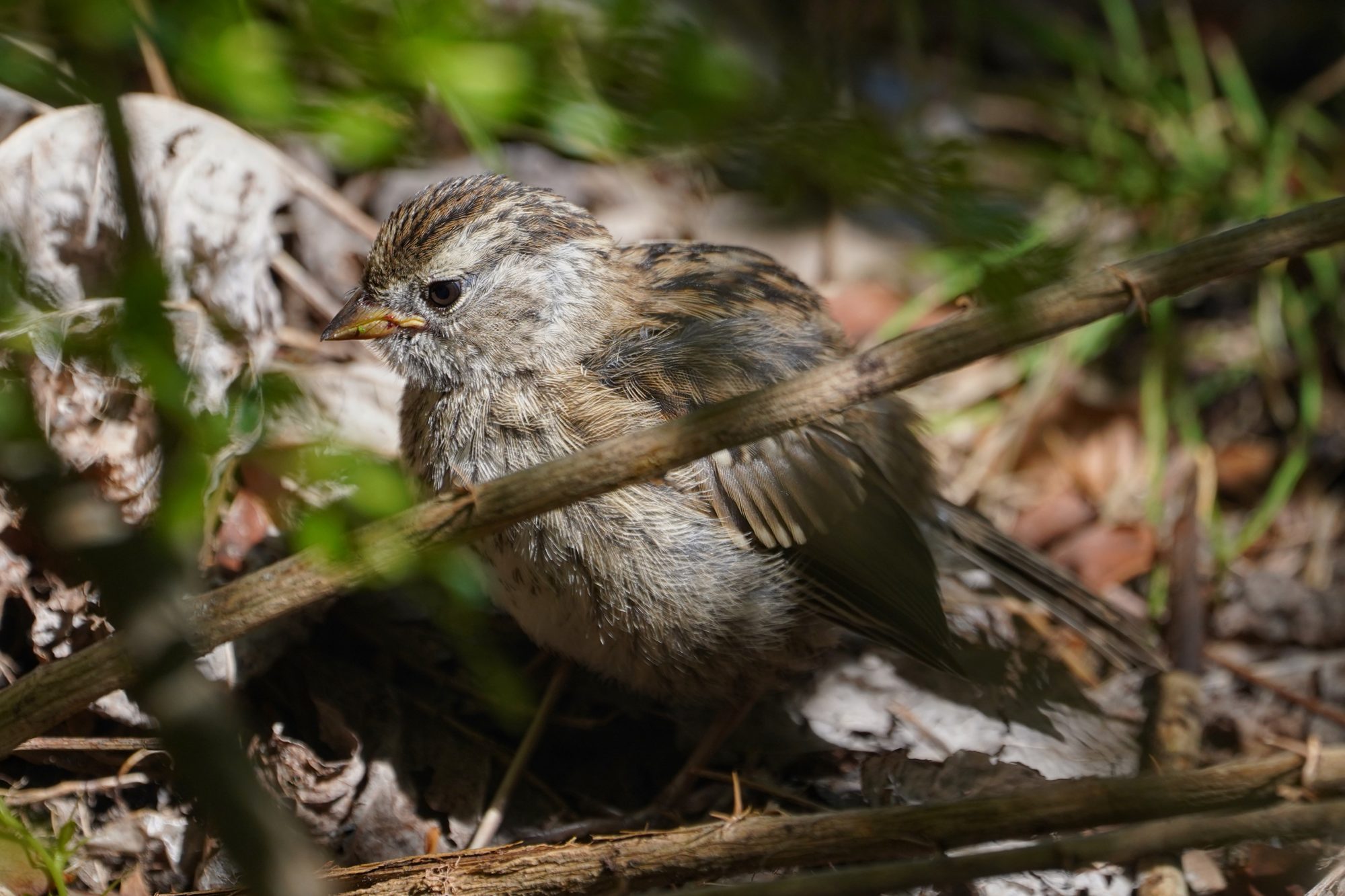 A White-crowned Sparrow nestling, n the ground and partly hidden in the bushes.