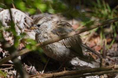 A White-crowned Sparrow nestling, n the ground and partly hidden in the bushes.