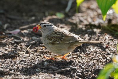 An adult White-crowned Sparrow on the ground, holding a little half-eaten red berry in its beak