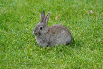 A small grey-brown bunny in the grass