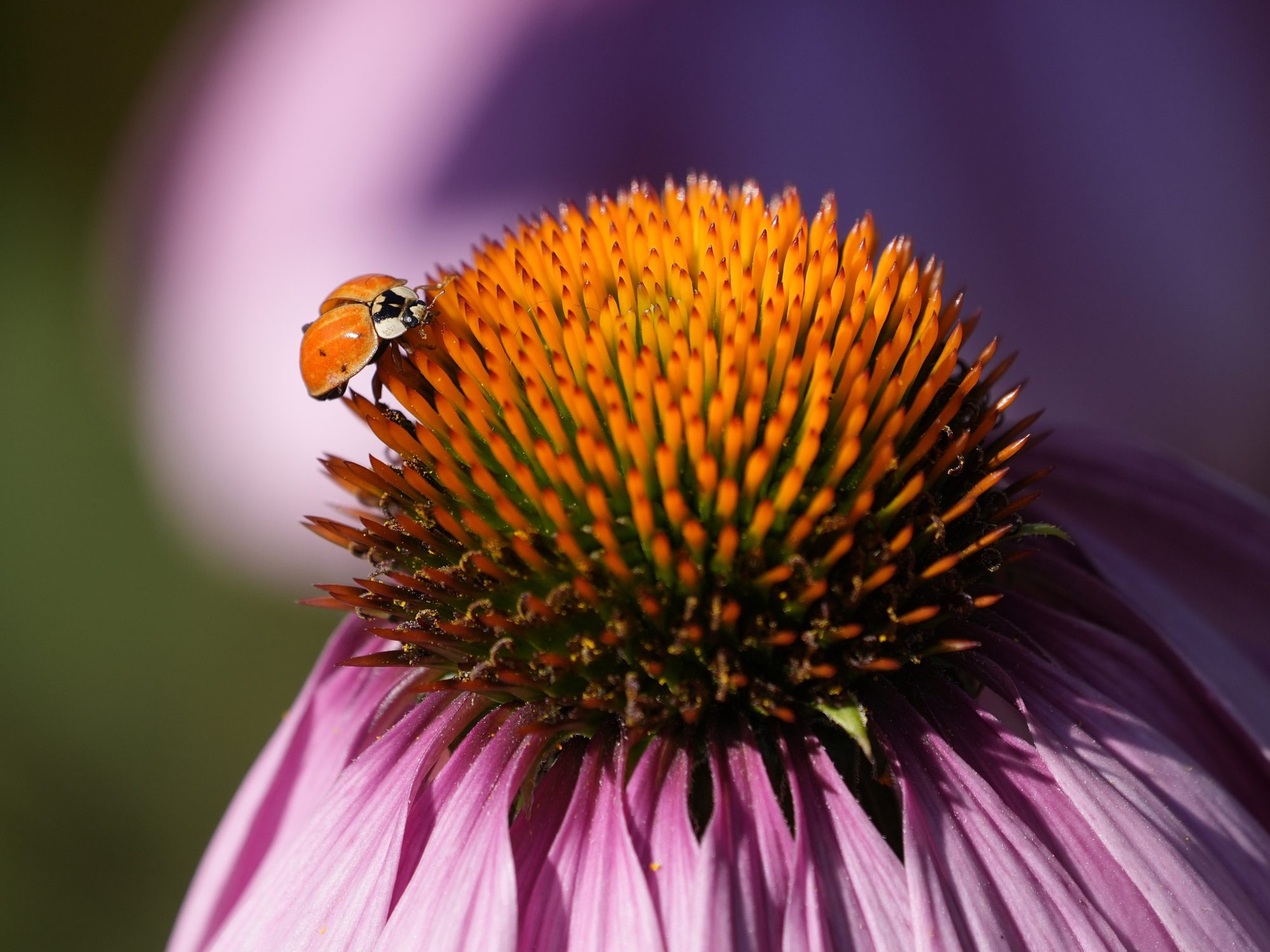 A ladybug on a coneflower, its wing casings slightly open