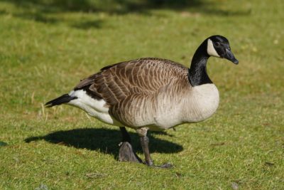 A Canada Goose walking on the grass