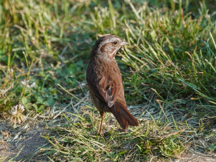 A Song Sparrow in the grass, turning to face the sun