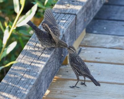 A Red-winged Blackbird fledgling being fed by their mother, on a wooden pier