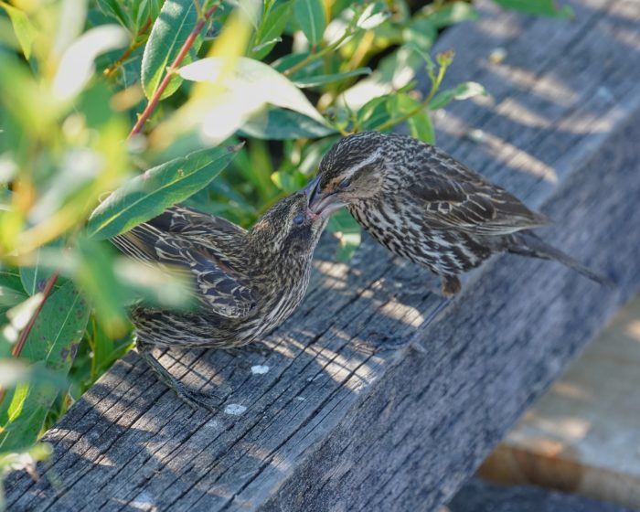 A Red-winged Blackbird fledgling being fed by their mother, on a wooden pier