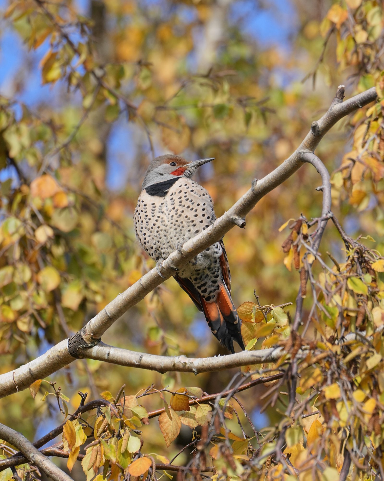 A male Northern Flicker up in a tree, surrounded by pale orange foliage