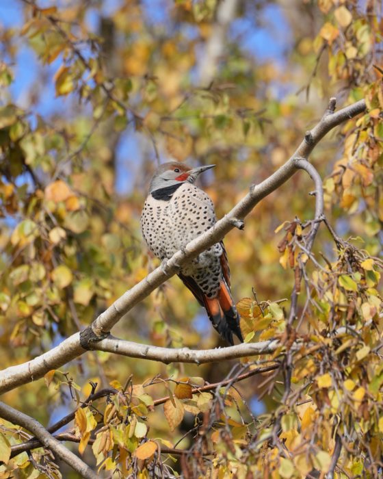 A male Northern Flicker up in a tree, surrounded by pale orange foliage