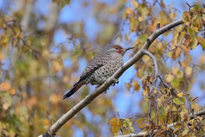 A male Northern Flicker up in a tree, surrounded by pale orange foliage