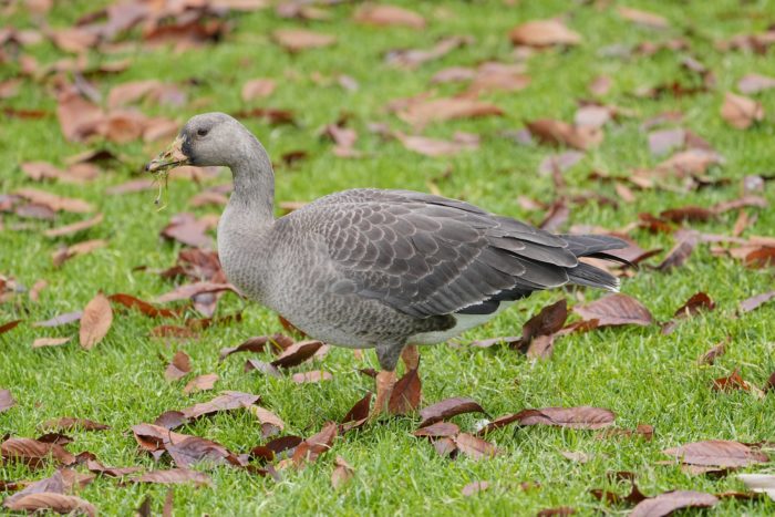 An immature White-fronted Goose on the grass, surrounded by some dead leaves. It has some messy bits of grass on its bill