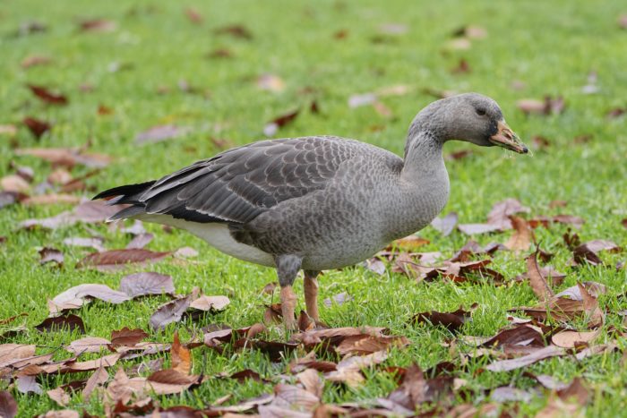 An immature White-fronted Goose on the grass, surrounded by some dead leaves. It has some messy bits of grass on its bill