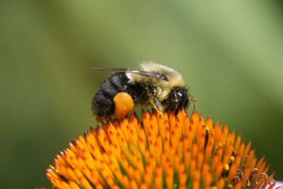 A bumblebee with bulging pollen sacs is foraging on an orange flower