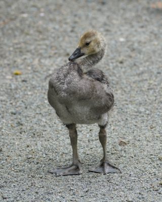 A half-grown Canada Gosling, with a small head but well-developed chest and legs