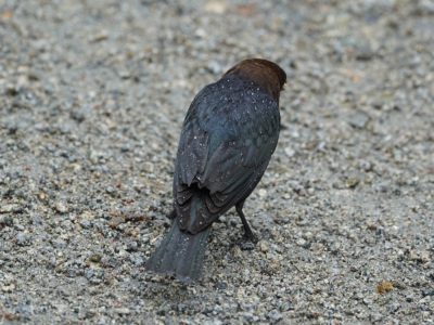 A male Brown-headed Cowbird, facing away from me and with beads of water on its back