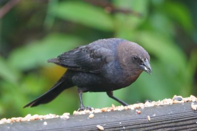A wet male Brown-headed Cowbird on the back of a wooden bench, surrounded by seeds