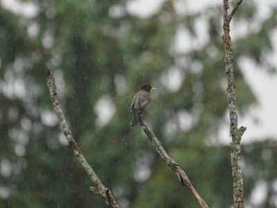 An American robin some distance away, up in a branch, in the rain