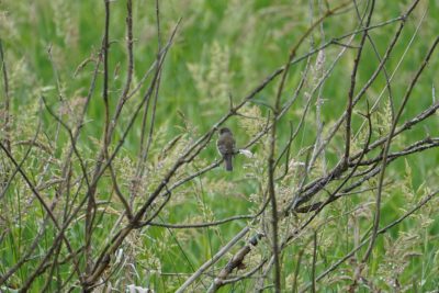 An Eastern Kingbird in the distance, sitting on a tree branch. Lots of greenery in the background